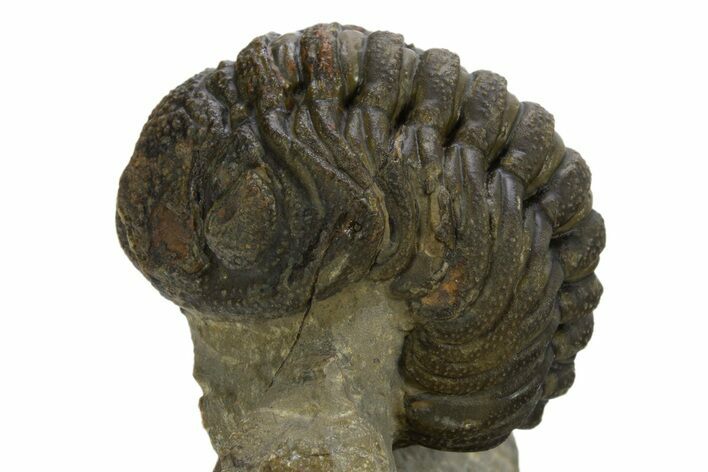 Curled Morocops Trilobite - Ofaten, Morocco #310266